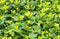 Griselinia Leaves Tropical shrub with green leaves, close up