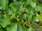 Griselinia littoralis plant detail. Black leaf tips probably due to frost damage.