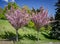 Grishko Botanical Garden, Ukraine, Kyiv. Alley with blossoming Sakura