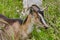 Grisons striped goat