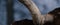 Grit texture of worn horn on Texas longhorn cow closeup