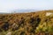 Gritstone rocks lay among golden bracken on a misty autumn morning