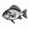 Gritty Realism: Detailed Blackline Drawing Of A Fish Vector