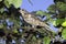 GRIVE DRAINE turdus viscivorus