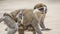 Grivet Monkey Carrying Baby