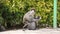 Grivet Monkey and Her Baby