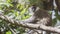 Grivet Monkey on Tree