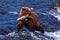 Grizly Bear at Alaska