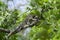 Grizzled giant squirrel in Minneriya, Sri Lanka