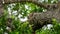A grizzled giant squirrel was spotted hiding behind the tree trunk in Yala national park