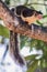 Grizzled giant squirrel watches from tree, Sri Lanka