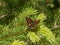 Grizzled skipper butterfly brown beige on a spruche tree