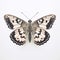 Grizzled Skipper Butterfly: Illusory Wallpaper Portrait On White Background