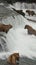 Grizzlies catching salmon - Brook Falls - Katmai National Park, Alaska