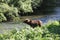 Grizzly Bear, Alaska