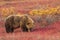 Grizzly Bear in Alaska in Autumn