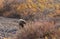 Grizzly Bear in Alaska in Autumn