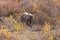 Grizzly Bear in Alaska in Autumn