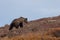 Grizzly Bear in Alaska in Fall