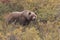 Grizzly Bear in Alaska in Fall