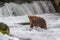 Grizzly bear in Alaska Katmai National Park