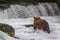 Grizzly bear in Alaska Katmai National Park