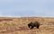 Grizzly Bear on the Alaska Tundra