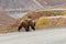 Grizzly Bear Along Denali Park Road in Autumn