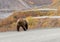 Grizzly Bear Along Denali Park Road in Fall