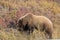 Grizzly Bear in Autumn in Denali National Park