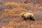 Grizzly Bear in Autumn in Denali National Park