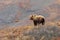 Grizzly Bear in Autumn in Denali National Park