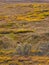 Grizzly Bear in the Autumn Tundra, Denali National Park, Alaska