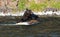 Grizzly Bear Boar feeding on a dead Buffalo carcass in the Lehardy Rapids in Yellowstone National Park in Wyoming USA