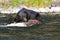 Grizzly Bear Boar feeding on a dead Buffalo carcass in the Lehardy Rapids in Yellowstone National Park in Wyoming USA