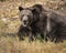 Grizzly Bear Bruno playing  in the Autumn colors