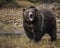 Grizzly Bear Bruno playing  in the Autumn colors