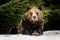 grizzly bear canada pictures
