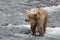 A Grizzly bear catches salmon in the shallow waters at the base of a waterfall - Brook Falls - Alaska