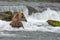 A Grizzly bear catches the salmons at the base of a waterfall - Brook Falls - Alaska
