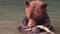 Grizzly bear catching and eating salmon in river. Brown Bear on Coastal British Columbia near Toba inlet and Campbell