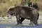 Grizzly bear catching fish