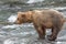 A Grizzly bear catching salmon - Brook Falls - Alaska