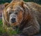 Grizzly Bear Close Up Portrait