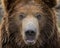 Grizzly bear close up portrait