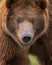 Grizzly bear close up portrait