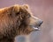 Grizzly bear close up profile portrait