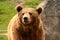 Grizzly Bear closeup of head