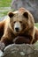 Grizzly bear closeup lounging on a log