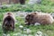 Grizzly Bear Couple